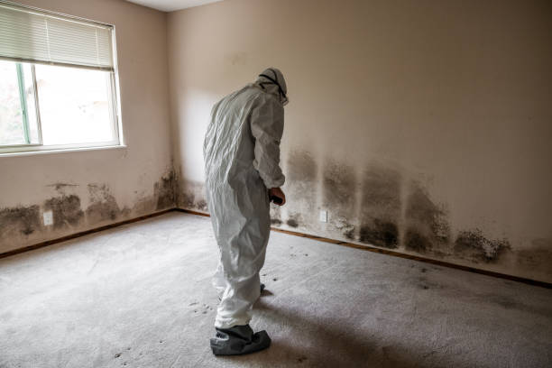 Asbestos and Lead Testing During Mold Inspection in Barnhart, MO